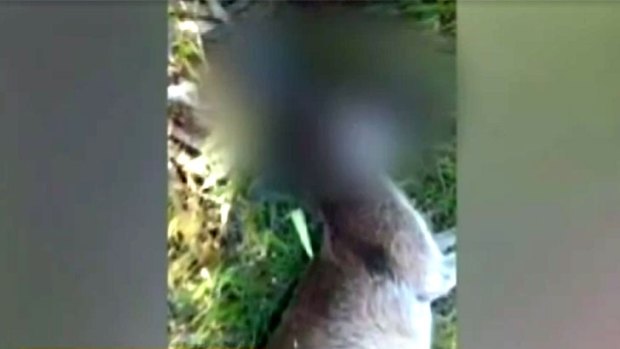 An Ellenbrook couple found the wounded kangaroo at the back of their property.