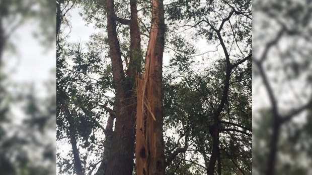 The tree that was struck by lightning behind the Pinjarra evacuation centre.