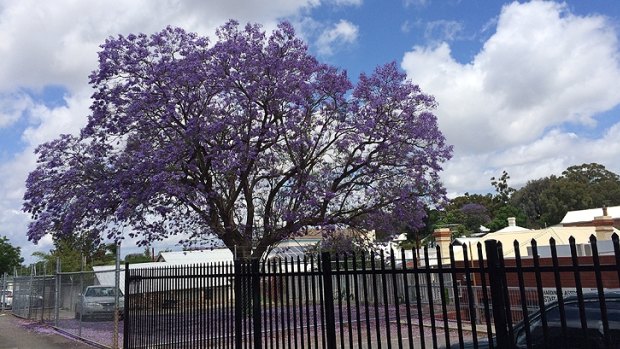  The future of the town's beloved jacaranda - the winner of a 'Perth's best jacaranda" competition' - was another bone of contention.  