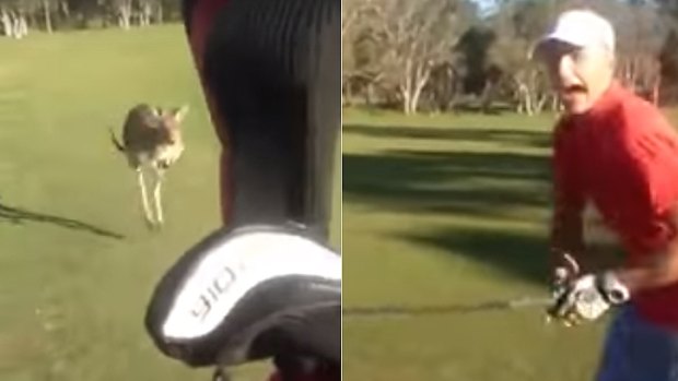 Making their escape from a kangaroo at the Hervey Bay Golf Course.