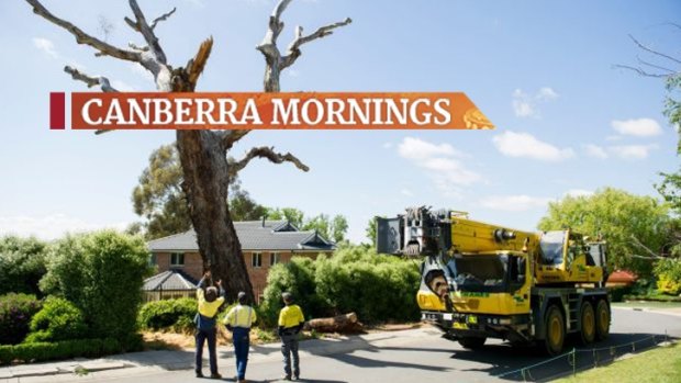 A 400-year-old tree in Nicholls is being moved to the Molonglo River Reserve to be a habitat for local wildlife. 