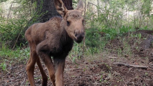 This moose calf was found near the bodies of its mother and sibling at the West Boulder Campground in Montana. The calf was later put down by Montana Fish, Wildlife and Parks.