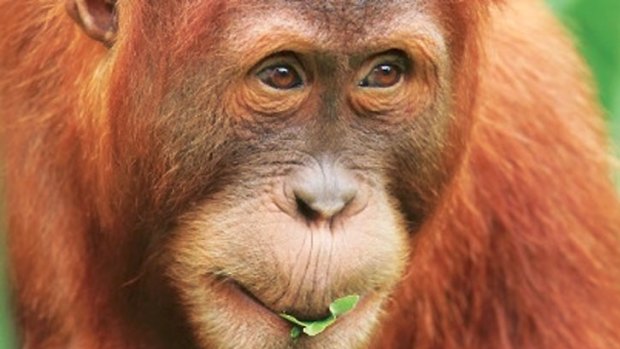The orangutan Malu.