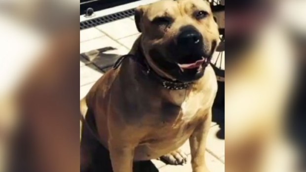 Biggy's owner said he was devastated over the death of his 'best friend'.