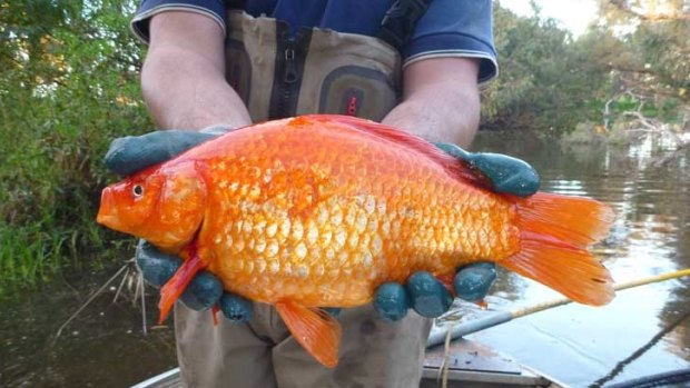 From the Vasse River: 1.9kg goldfish