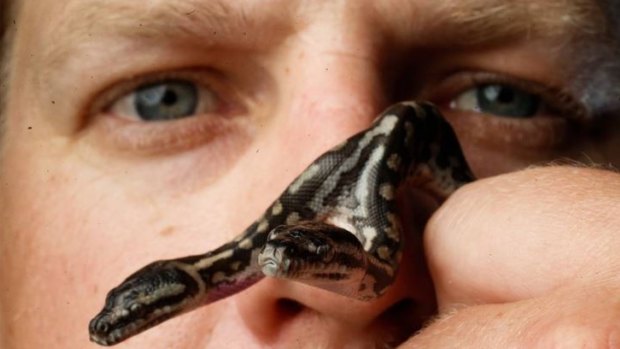 Breeder John McNamara hopes to get help to protect the rare snake.