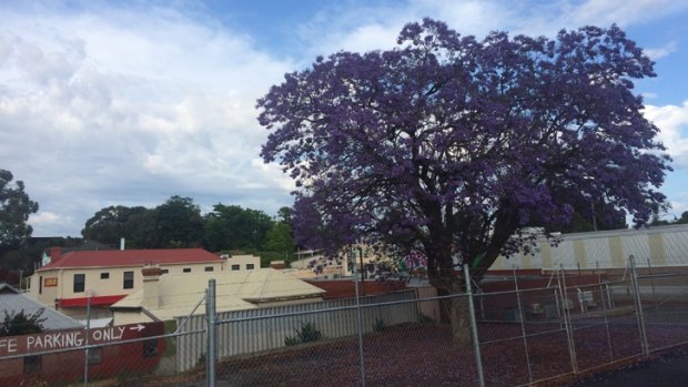 Residents are trying to save this 80-year-old jacaranda from a Bayswater development site. 