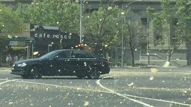 Gusty winds whip up leaves in Melbourne's CBD.