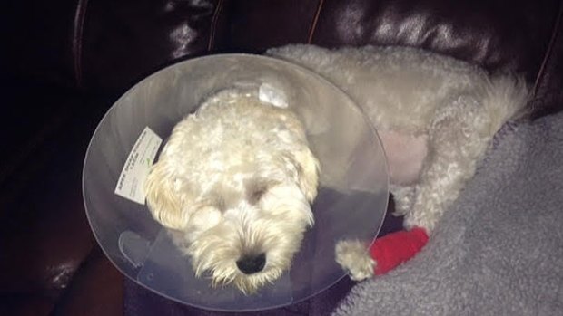 Caroline's schnoodle Leo shortly after his liver operation.