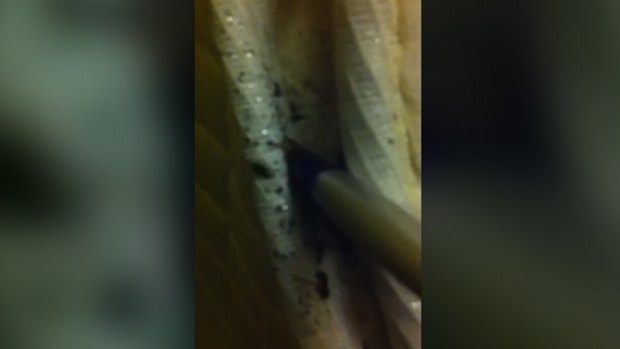 Bed bug infestation: Elgin Ozlen filmed the creepy crawlies he discovered on his mattress at the Astor on the Park.