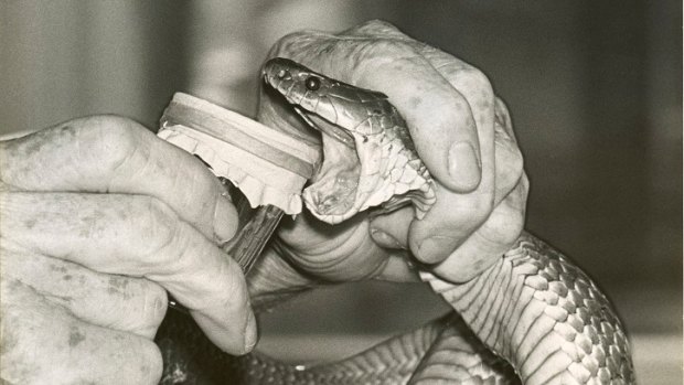 A tiger snake being milked in 1968.