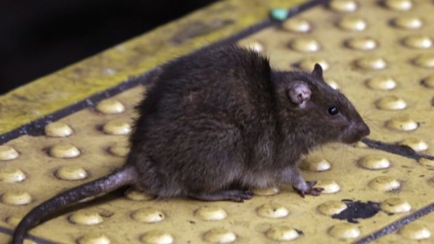 A rat crosses a New York subway platform.
