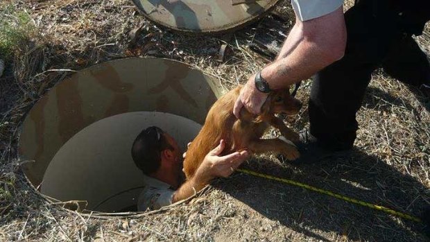 RSPCA WA inspectors pulled a dog from an underground puppy farm in 2014.
