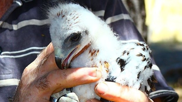 A colour-banded little eagle nestling from near Strathnairn.  