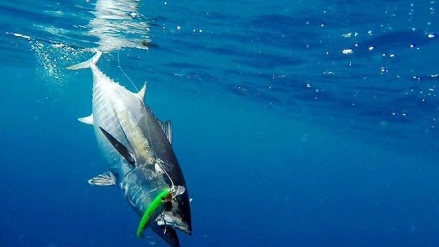 Recfishwest reckon plenty of tuna are being caught off Perth lately. 