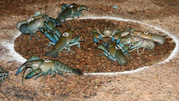 Yabbies at the starting gate.