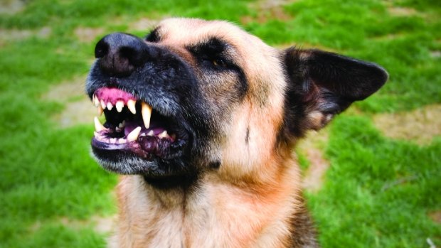 The Territory government is considering handing out harsher penalties to owners whose dogs attack.
