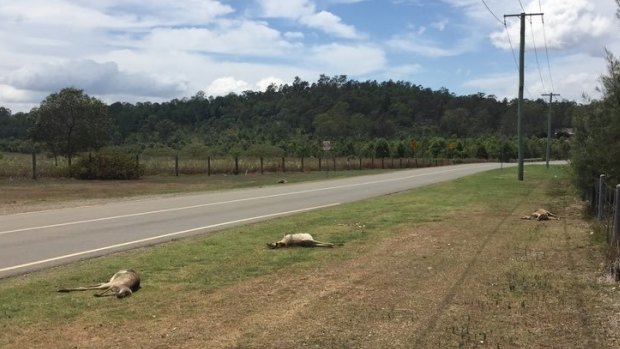 The RSPCA has appealed for witnesses after the 100-metre stretch of road was littered with dead kangaroos.