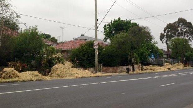 Hay spilled by a truck on Rosanna Road. 
