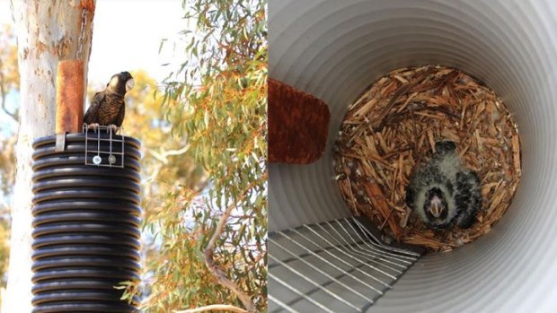 Carnabys black cockatoos are increasingly using artificial nests to raise their young in WA.