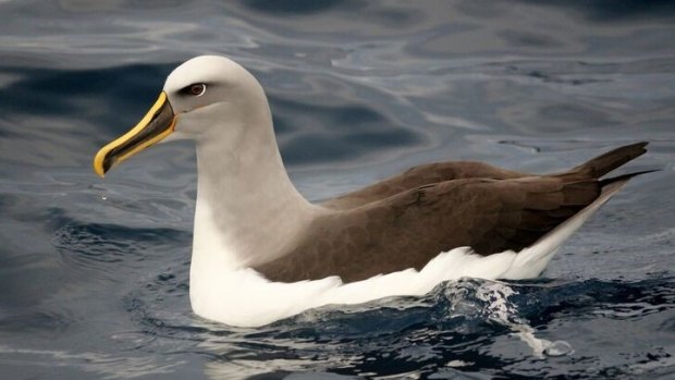 The near-threatened Buller's albatross that was found with marine debris in its gut.