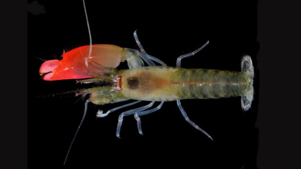 The pistol shrimp, which produces a sound louder than rock concerts has been named after the band Pink Floyd. 