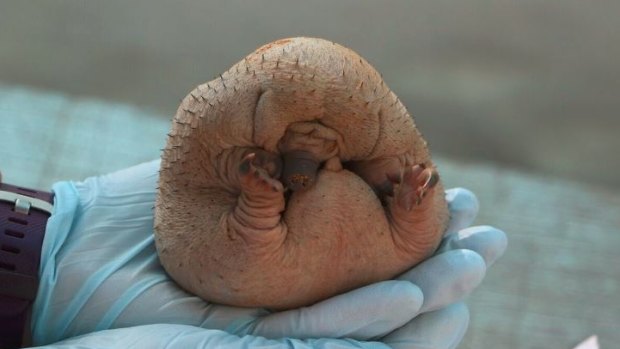 Echidna 'puggles' are born without spikes.