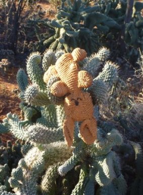 Cactus plants have become a real menace in Goldfields making land untenable