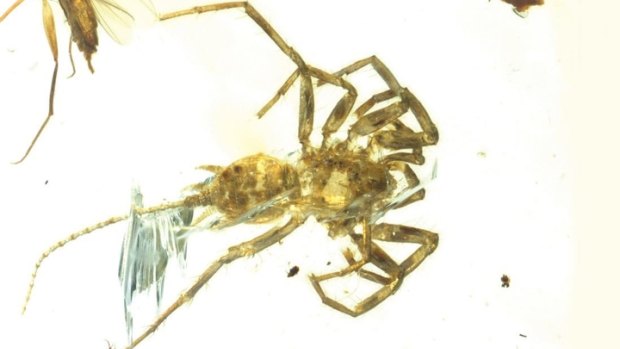 The Cretaceous arachnid Chimerarachne yingi, resembling a spider with a tail, was found trapped in amber in Myanmar after 100 million years.