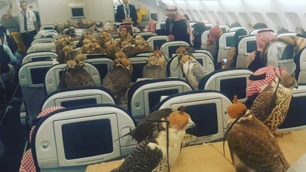 Seat occupied: The 80 falcons in transport.