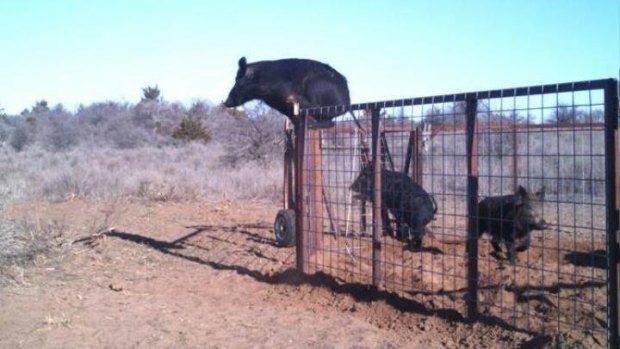 Feral pigs have long been the target of recreational hunters.