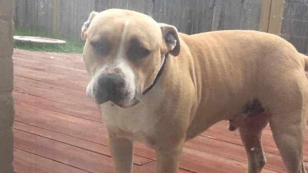 Buddy, a five-year-old American Staffy, was wrongly put down at Domestic Animal Services.