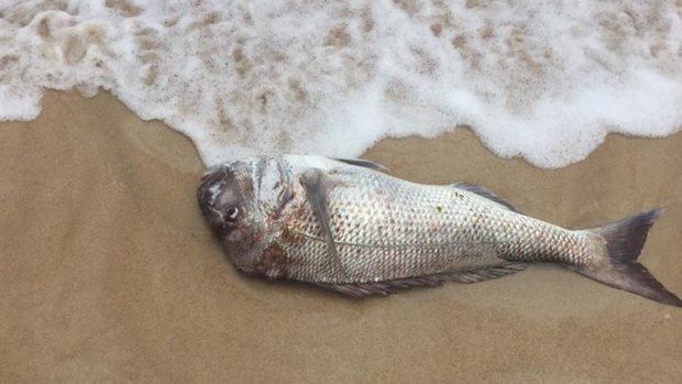 James Alexander Beasley posted the picture of the dead pink snapper near Kwinana.