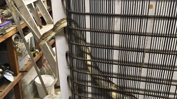 This python was found seeking heat behind a fridge in a Queanbeyan garage.