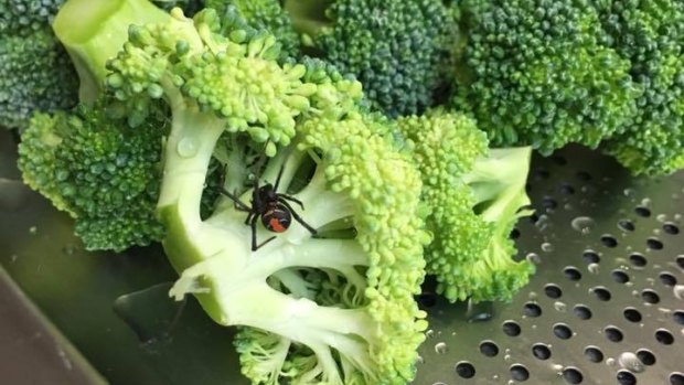This redback was found in broccoli purchased from the Woolworths at Runaway Bay.