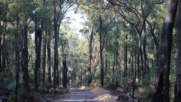 The five kilometre stretch of forests locals are fighting to save. 