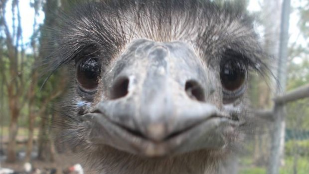 An emu at the Fraser Coast Wildlife Sanctuary.