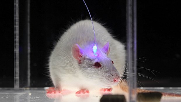 A technique called optogenetics was used by researchers in their study. Neurons are labelled with a light-sensitive protein, then pulses of light are used to manipulate the cells. 
