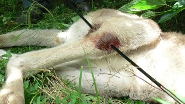 The injuries suffered by the kangaroo in Grafton
