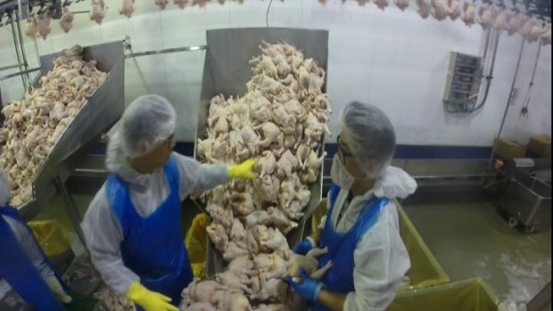 Factory workers working with poultry on the <i>Four Corners</i> report.