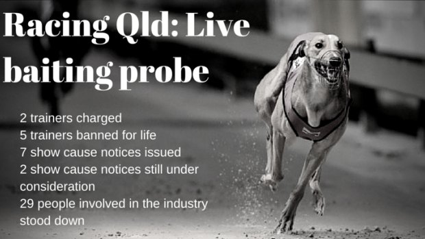 The results of Racing Queensland's investigation into live baiting so far.