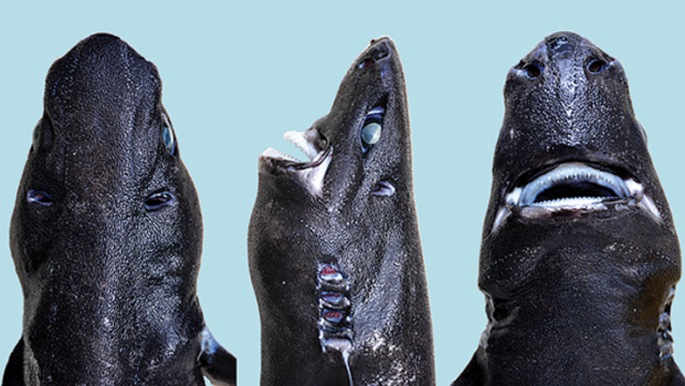 The stealthy Ninja Lanternshark will haunt your dreams