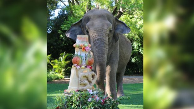 Zoo 'Perthonality' Tricia the elephant will enjoy celebrations for her 59th birthday on Sunday.