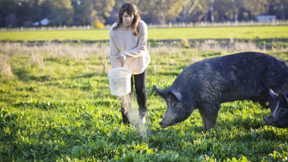 Free range ham: Lauren Mathers feeds her Bundarra Berkshires.