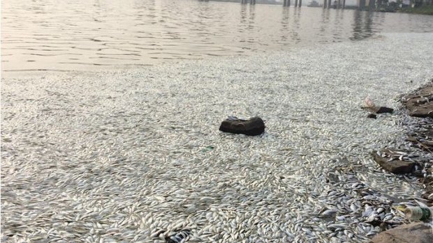 Photo shared on Chinese social media site Weibo showing dead fish in waters near the Tianjin blast site.