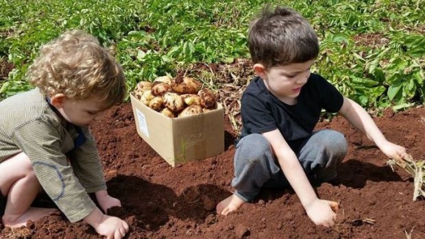 Children pictured in a paddock of potatoes in Tolga in far north Queensland.