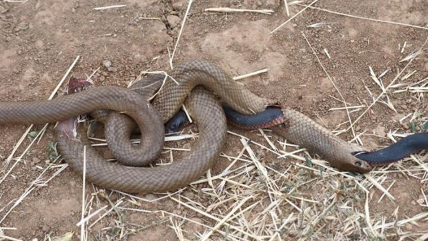 The mysterious image of two dead snakes on a roadside near Griffith in southern NSW.