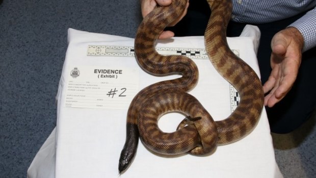 Police have seized $160,000 worth of protected species, including a black-headed python.