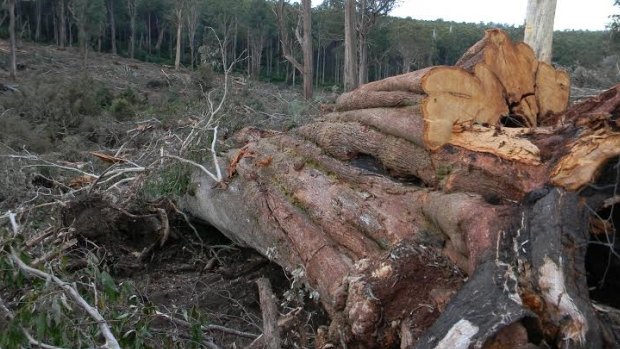 A giant cut-tail ash tree logged and left behind on the edge of rainforest gully.