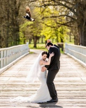 Despite the magpie's swooping, the couple carried on.